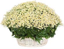 Цветочная композиция из Ромашки в корзине #REPLACE_PRED# Погорелках